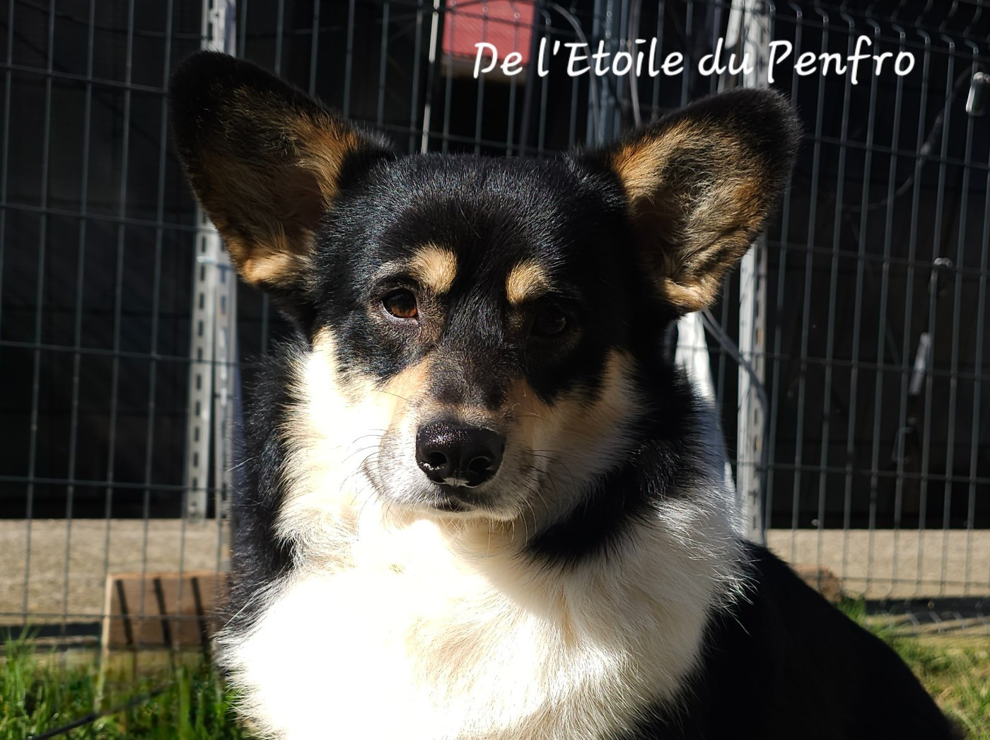 Choco pie plyushevyi volk