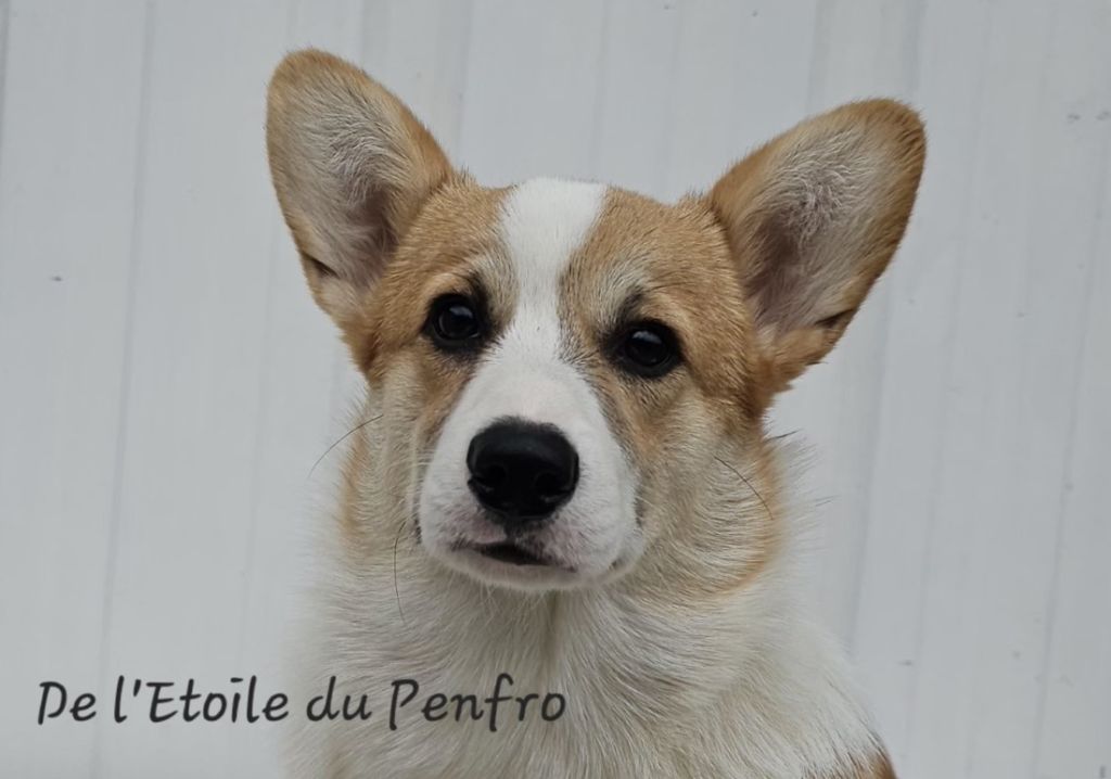 Ace coco gauff du Domaine D'Arinella Bianca