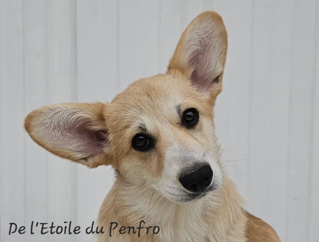 Asteria inthe sky Des Gazons D'Ile De France