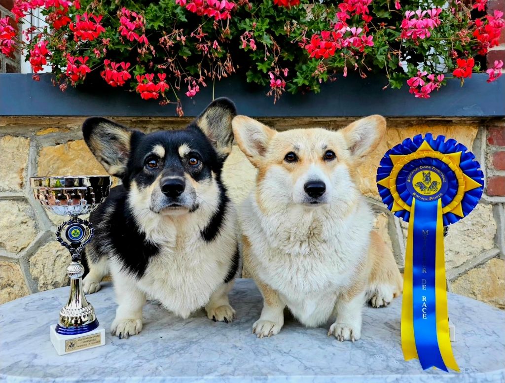 De L'Etoile Du Penfro - Hier nous étions à l'exposition canine de Thenelles ! 